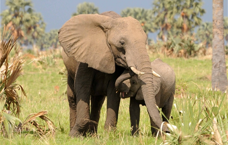 elephant and calf Credit A. PlumptreWCS